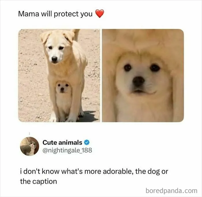 Mama dog protecting puppy in adorable animal meme