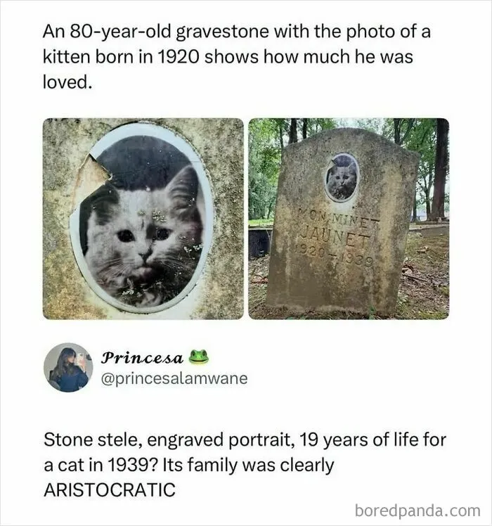 80-year-old gravestone of a cat with engraved portrait shows beloved pet
