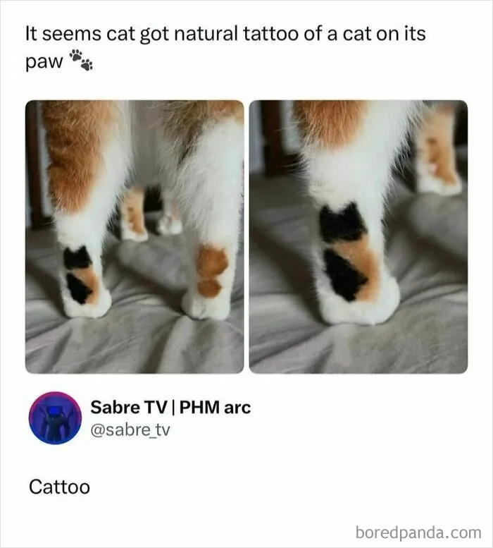 Cat with natural tattoo resembling a cat paw print on its leg