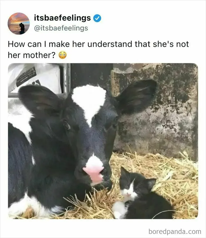 Calf and kitten lying together with funny caption about animal relationships
