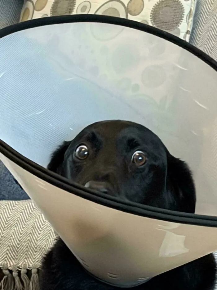Close-up of a black dog wearing a cone with wide eyes, perfect for funny unhinged dog pictures.