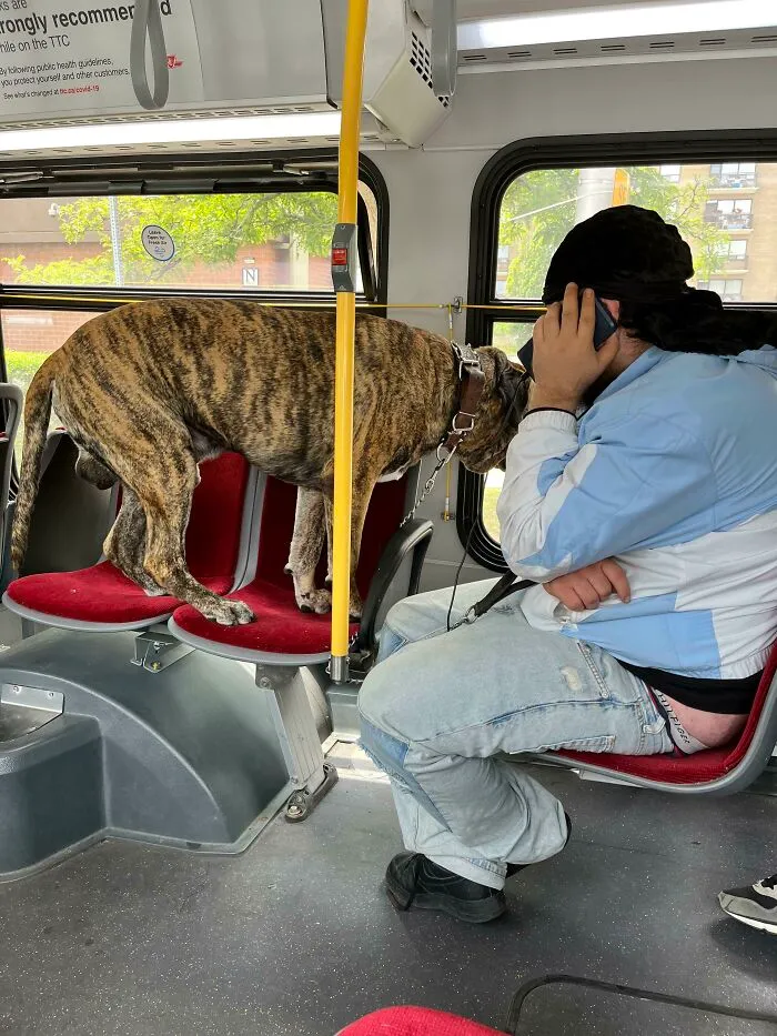 A large brindle dog stands on the seats of a bus in this example of public transport interactions