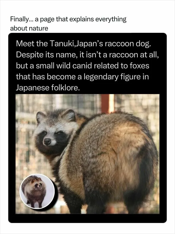 A fluffy Tanuki, Japan's raccoon dog, representing incredible nature.