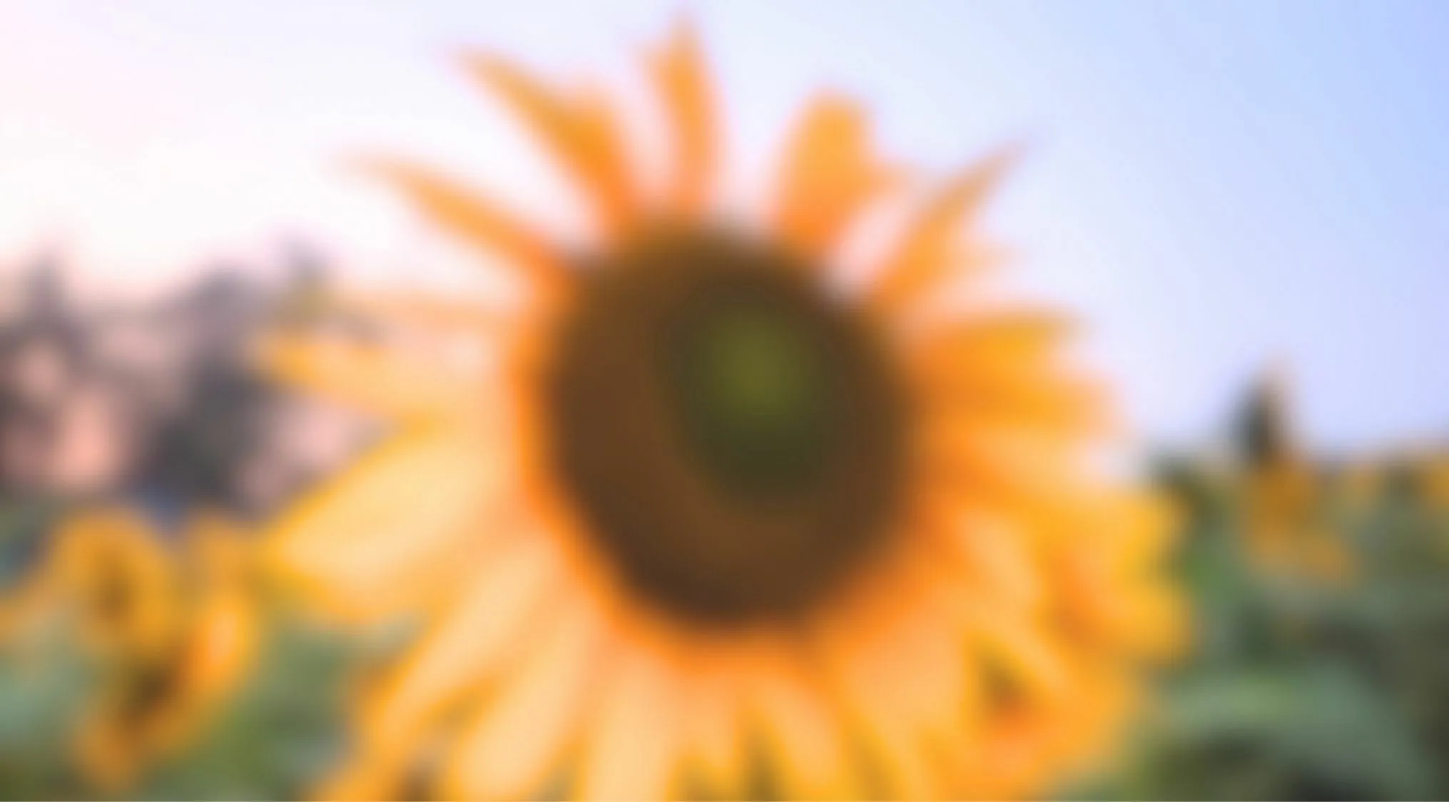 Blurry close-up of a sunflower in a field eyesight trivia quiz