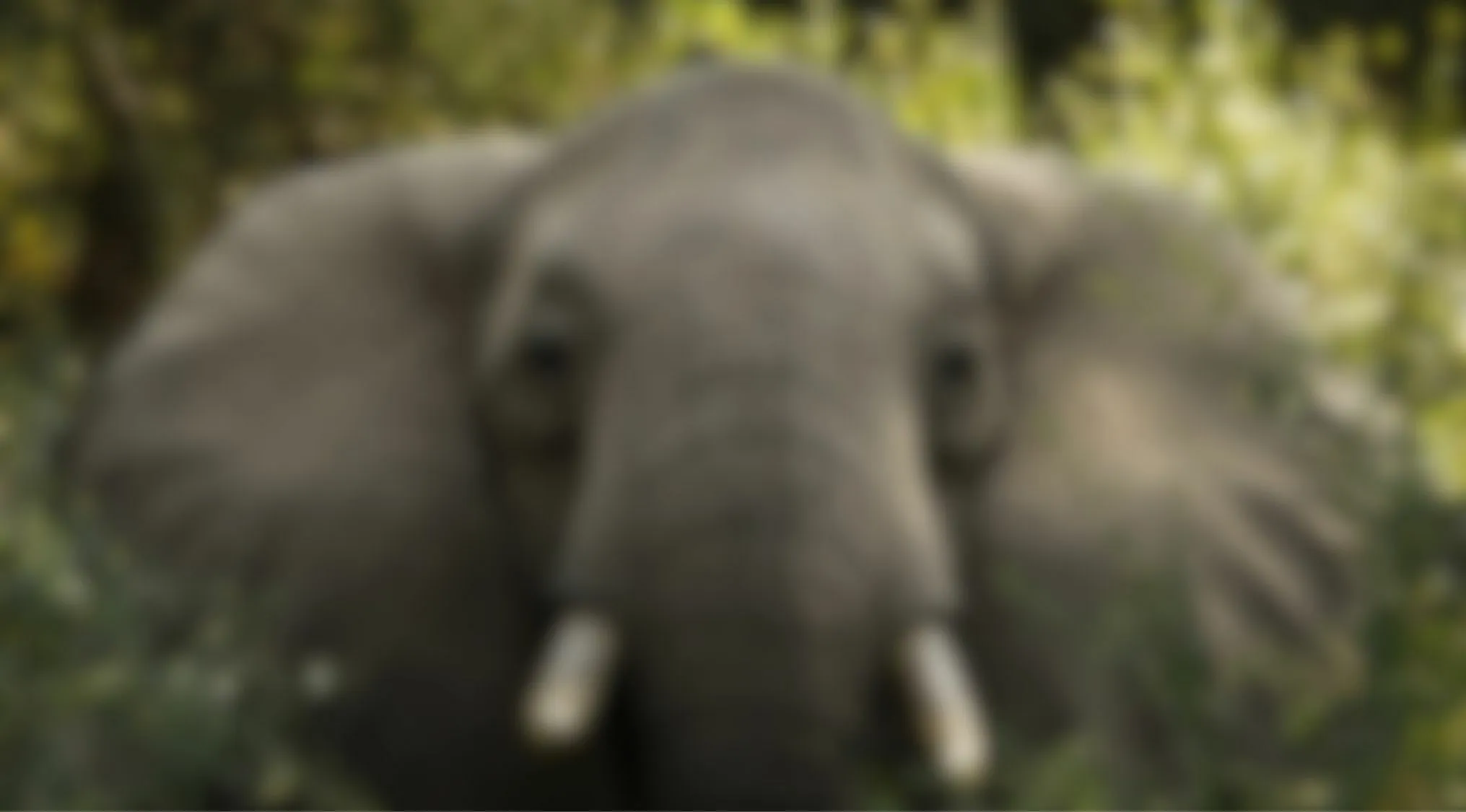 Blurry image of an elephant in foliage eyesight trivia quiz
