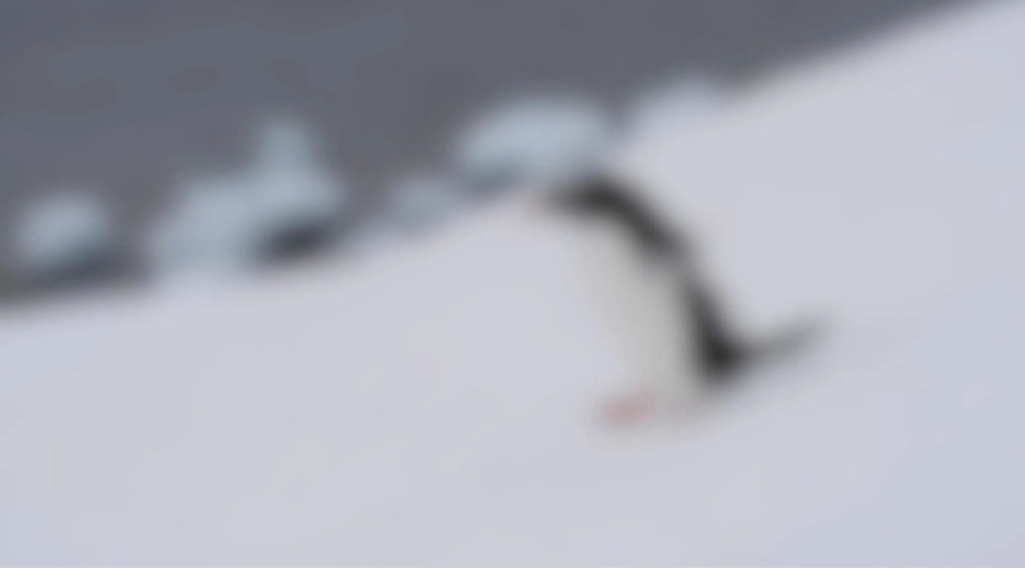 Blurry images eyesight trivia quiz showing animal in snowy environment
