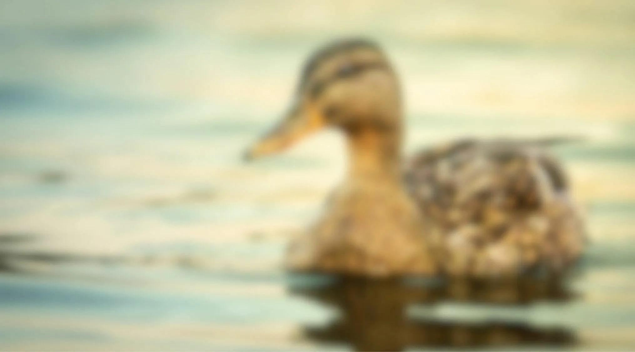 Blurry image of a duck in water eyesight trivia quiz