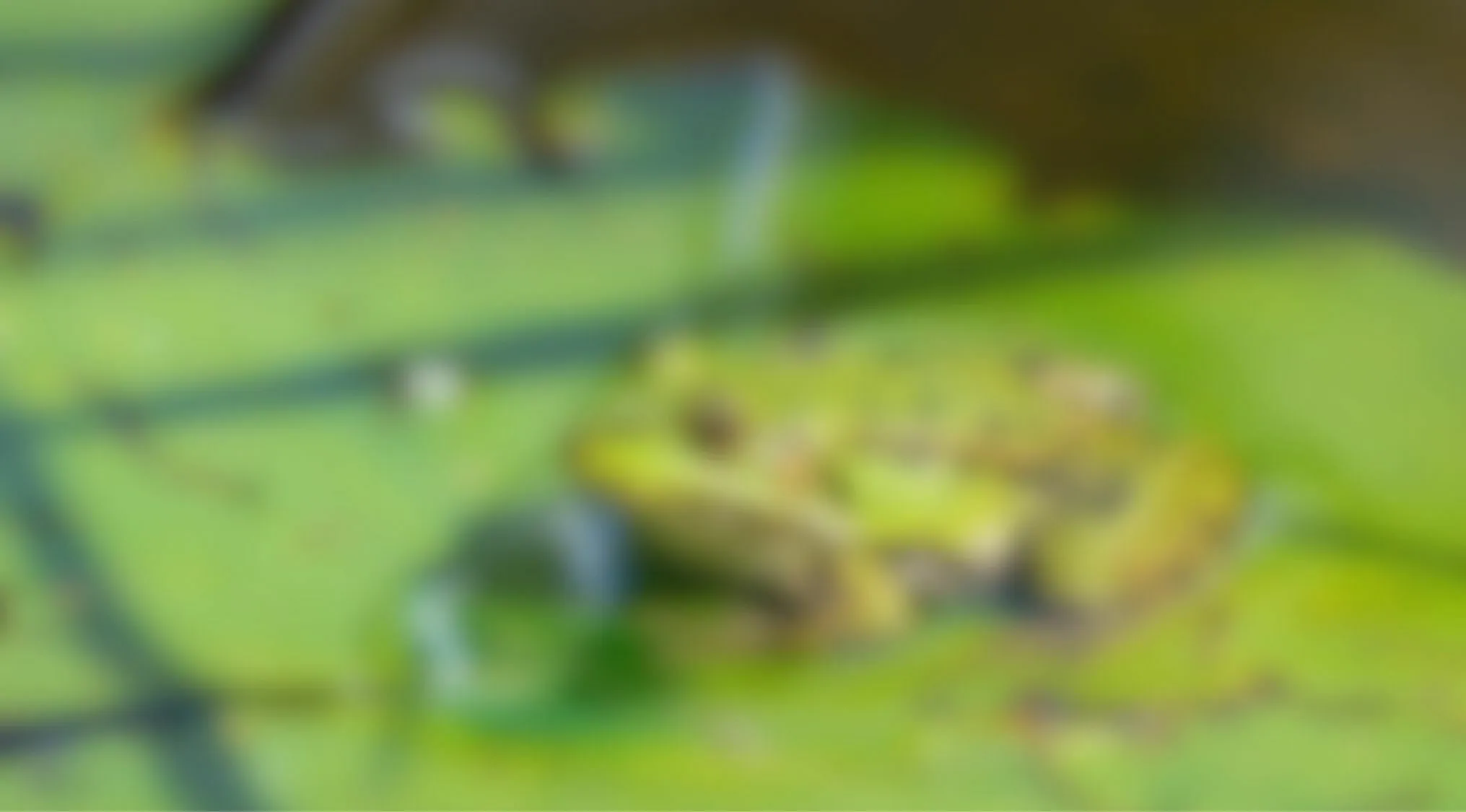 Blurry images eyesight trivia quiz showing an unclear green frog camouflaged on a lily pad
