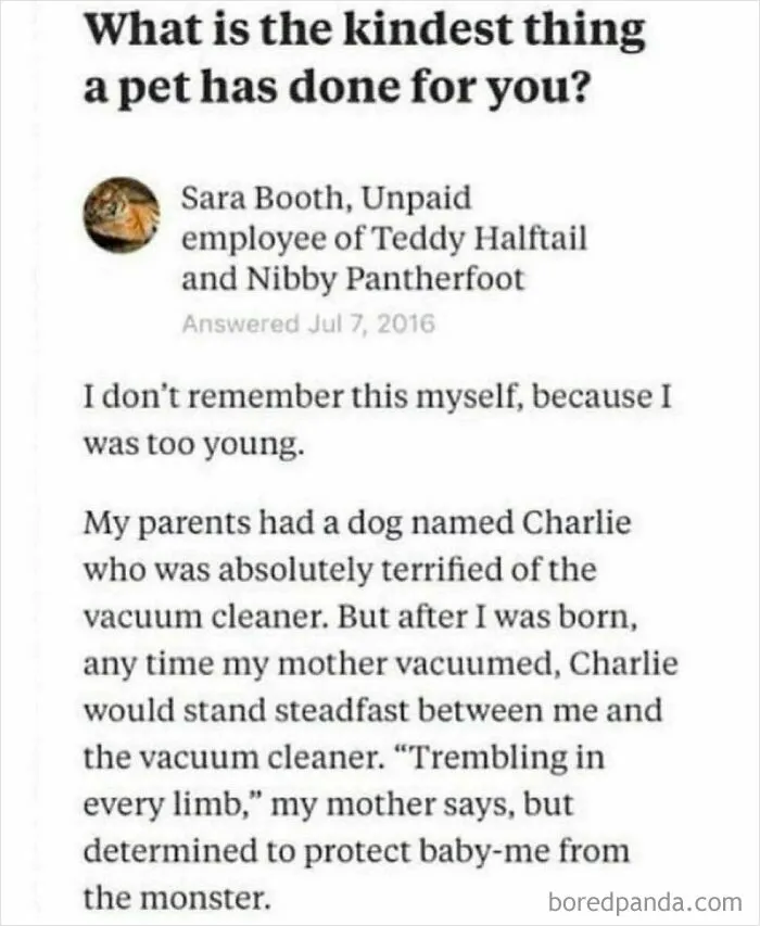 Text story about a dog protecting a baby from vacuum cleaner