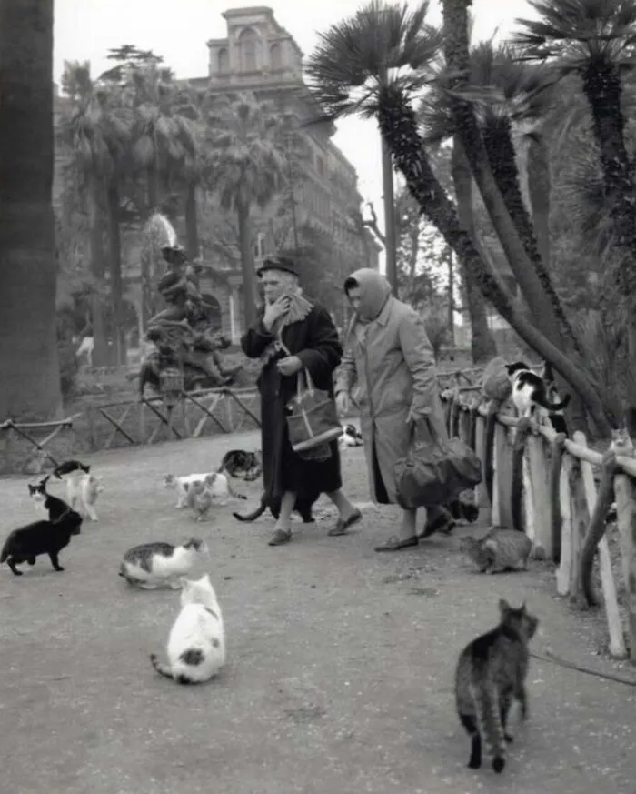 A charming vintage photo of women surrounded by numerous outdoor cats in a European plaza
