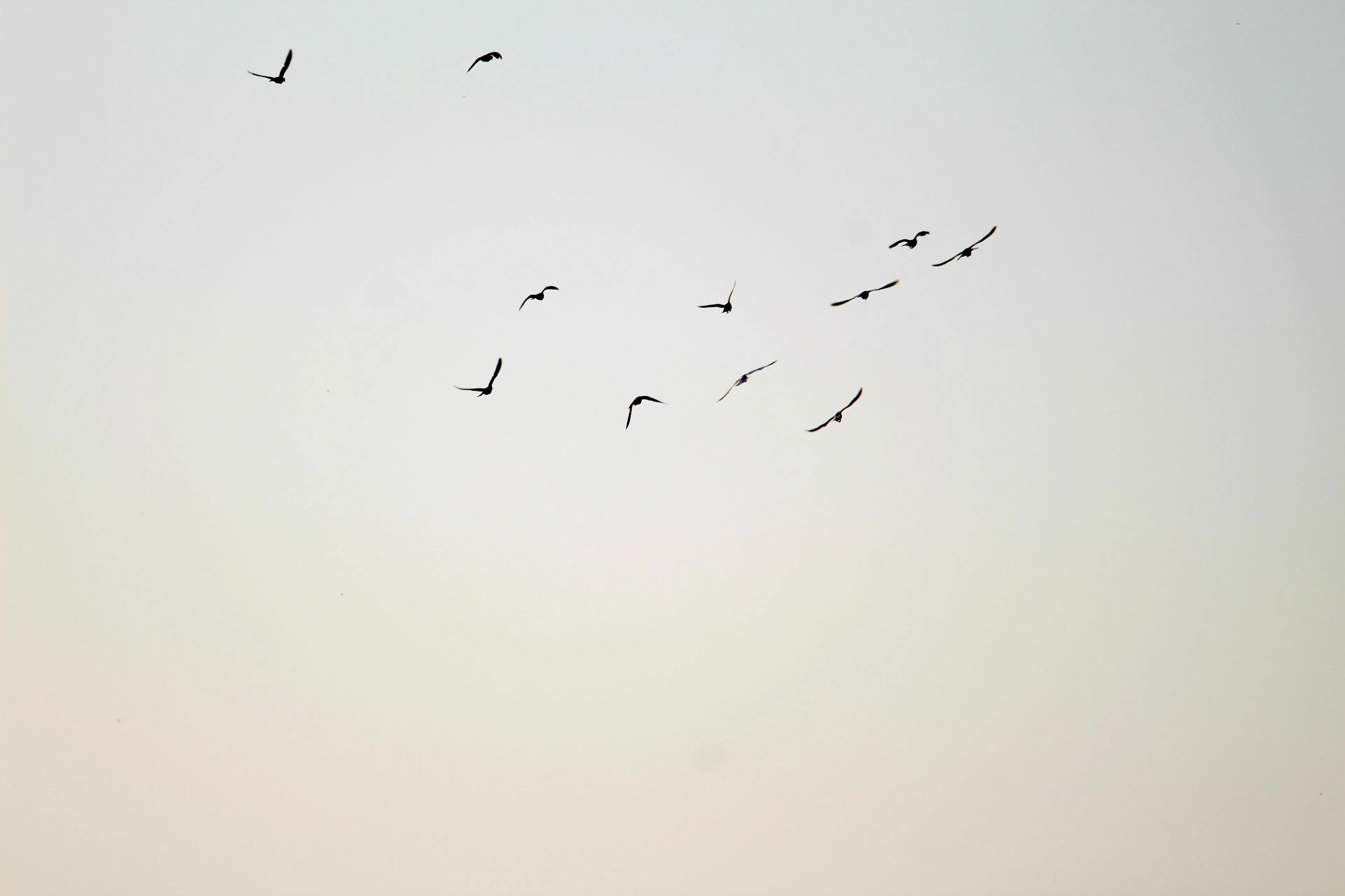 A small flock of bats flying in the sky, representing the only mammal capable of true sustained flight