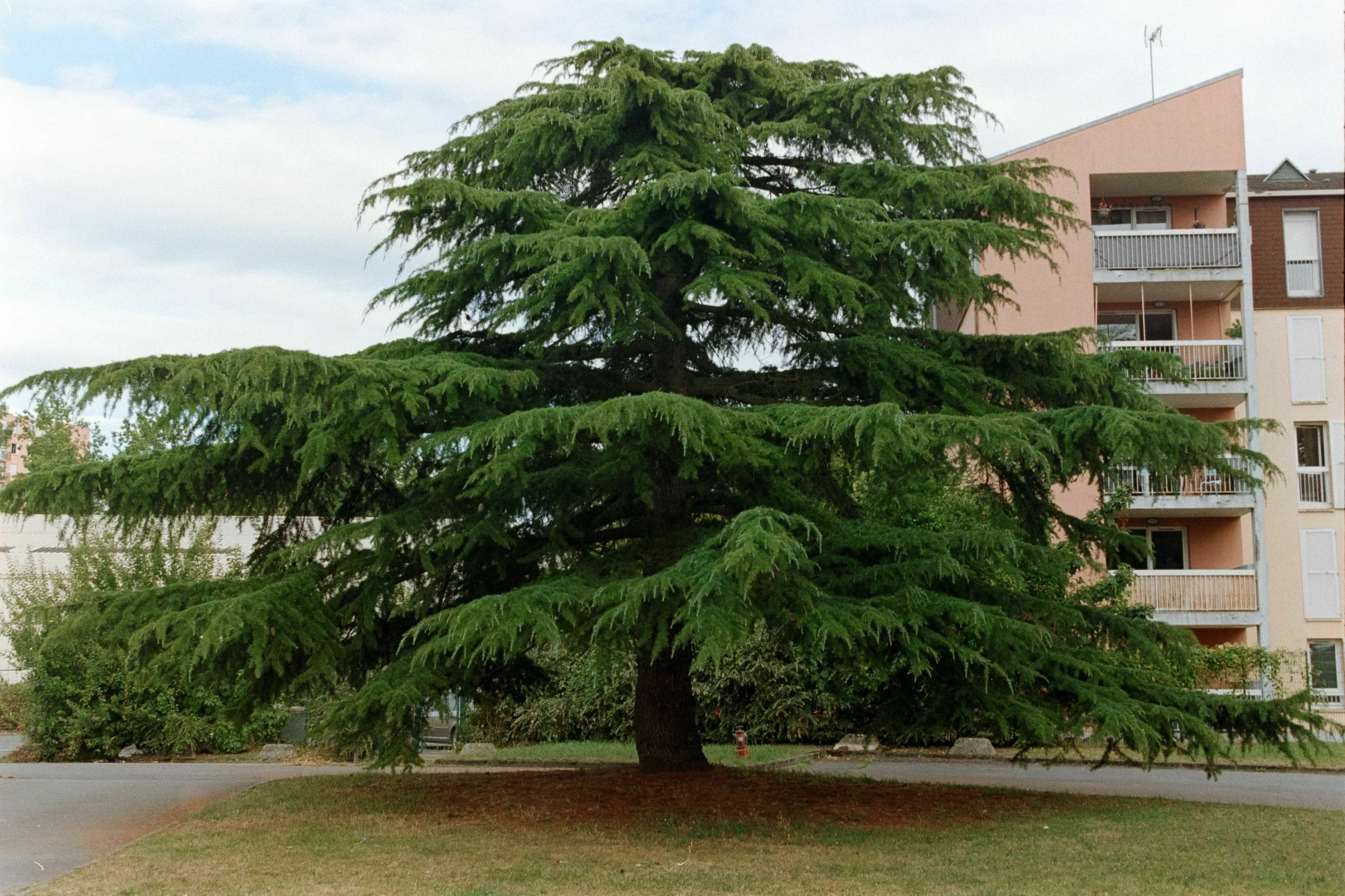 A large, vibrant green cedar tree standing in a grassy yard in front of a residential building.