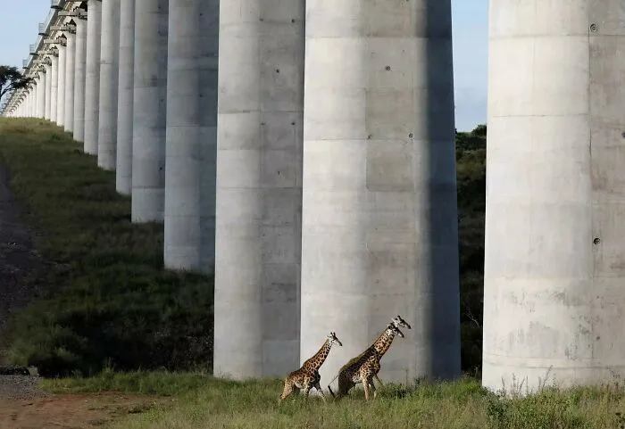 Modern transport infrastructure showing giant concrete columns of a railway bridge with giraffes walking below
