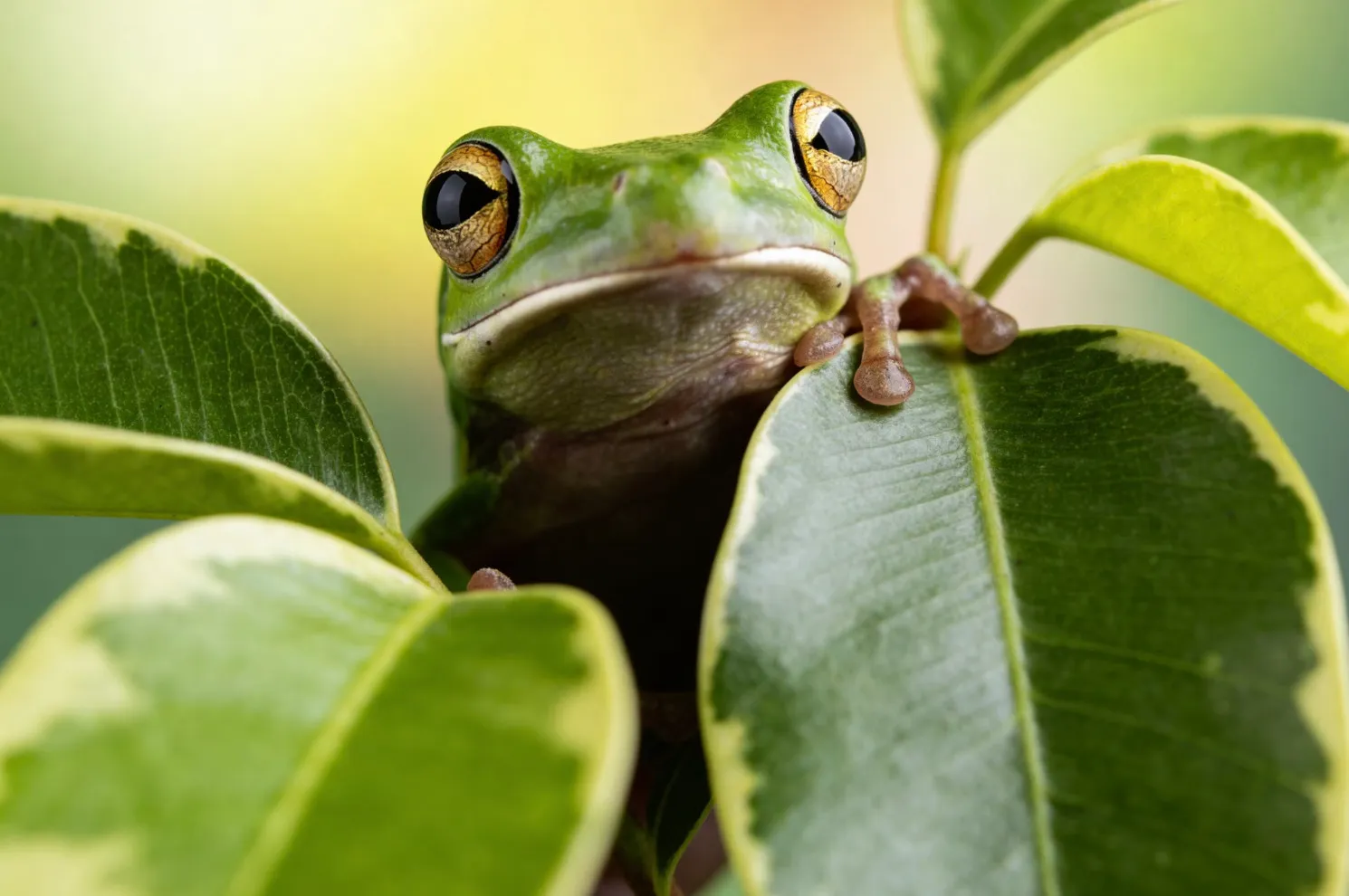 A green tree frog sitting among vibrant green leaves