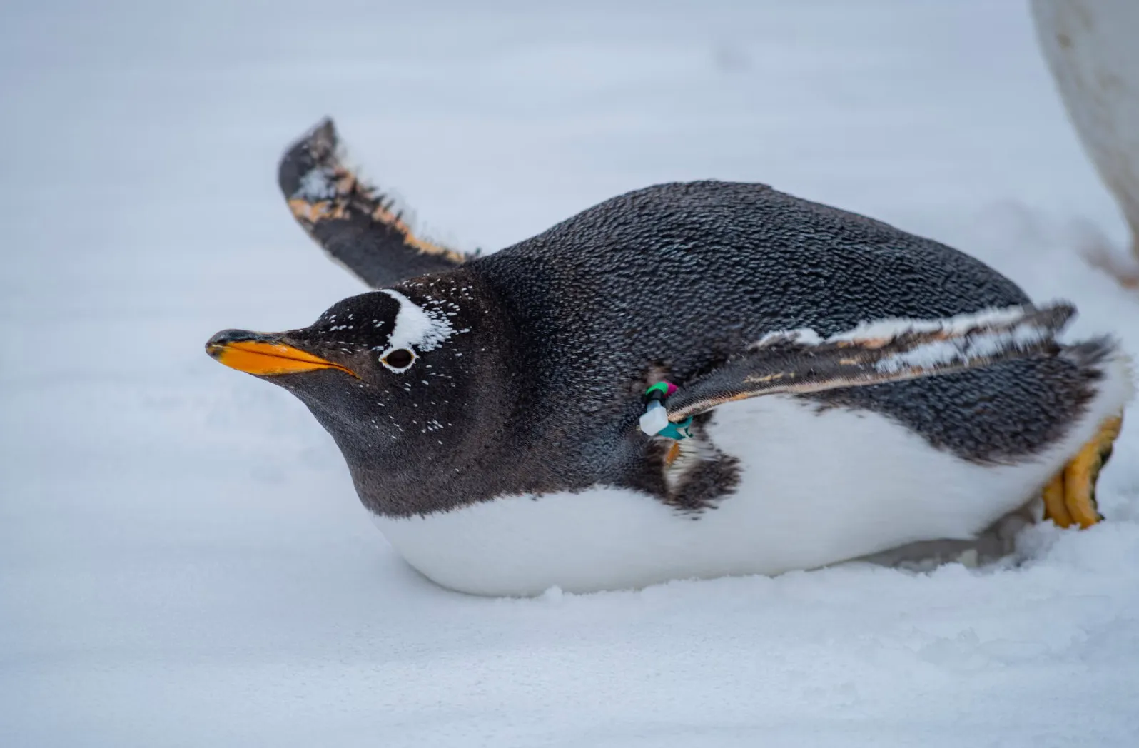 A penguin sliding on its belly on the snow, representing animals that breathe with lungs.