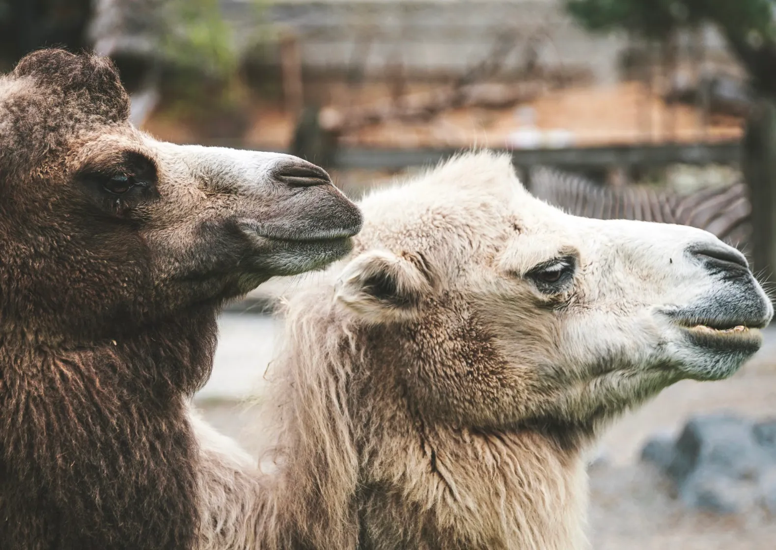 Close-up of two camels in a desert setting, illustrating land-dwelling animals.