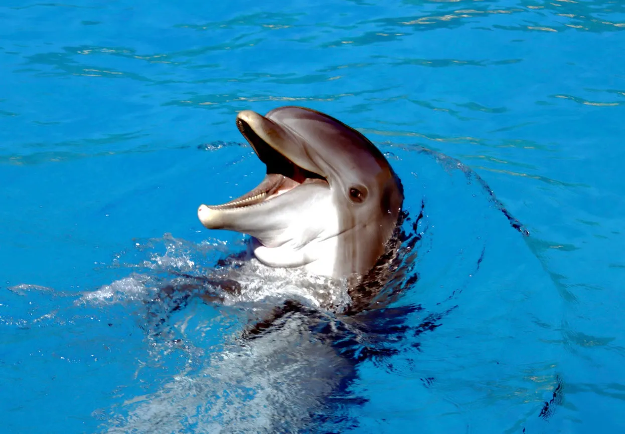 A dolphin swimming and surfacing in clear blue water, illustrating marine animals.