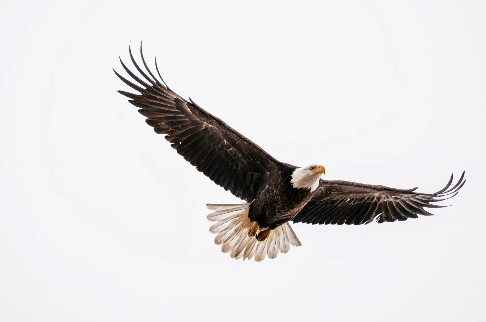 An eagle soaring high in the sky with wings spread wide, a bird that breathes through lungs.
