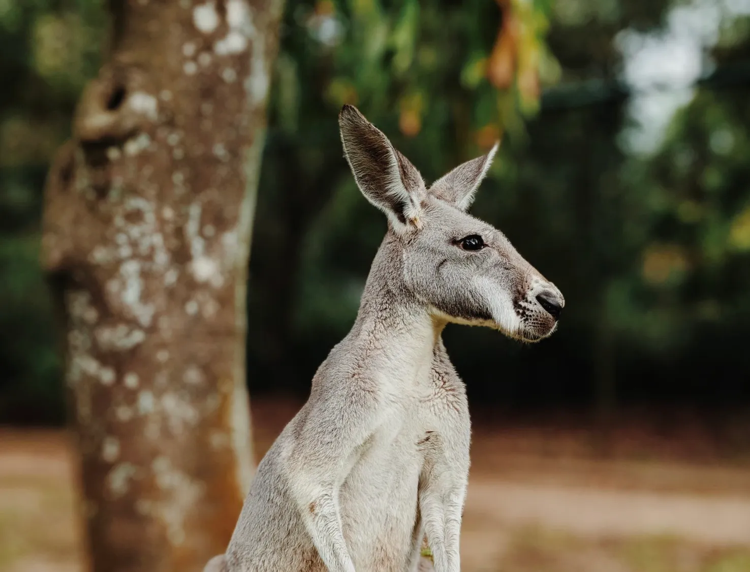 A kangaroo standing in the forest, showing a mammal that breathes using lungs.