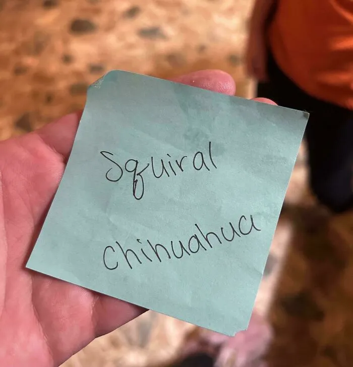 A hand holding a blue sticky note with Squiral and Chihuahua written on it, highlighting funny teachers