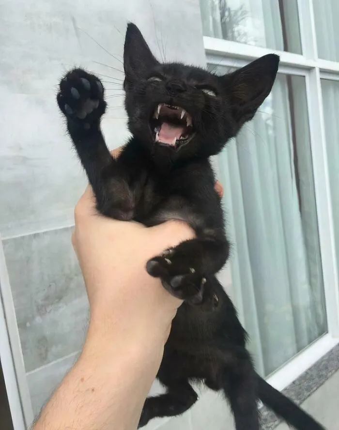 A tiny black kitten held in a hand showing its tiny sharp teeth and a cat claw