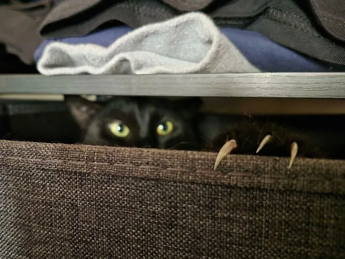 A black cat peeking from a basket with its cat claws showing.