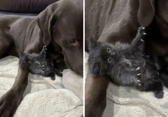 Tiny fluffy black kitten showing its sharp cat claws while laying on a large brown dog.