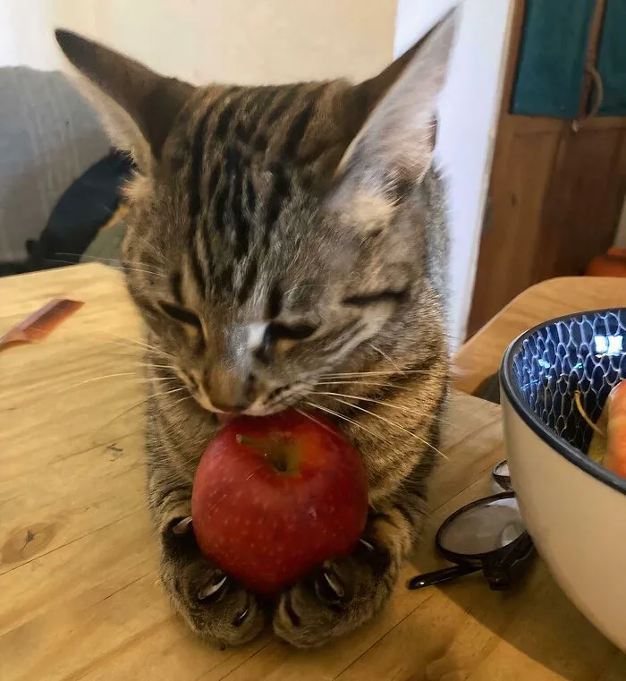 A tabby kitten holding a red apple with sharp claws in these cat claw pictures