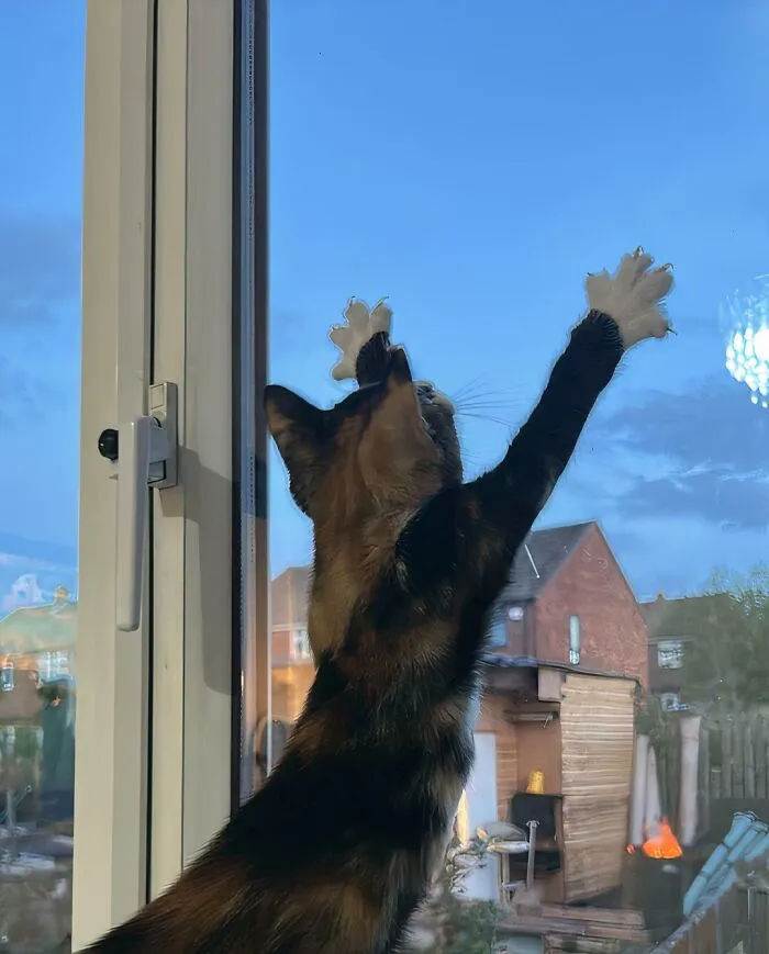Tortoiseshell cat showing white paws and sharp cat claws reaching up on a glass window