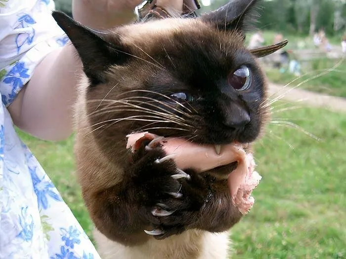 A Siamese cat showing cat claw grip while eating a piece of meat
