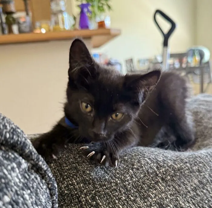 A black kitten showing sharp cat claw details while resting on a grey couch