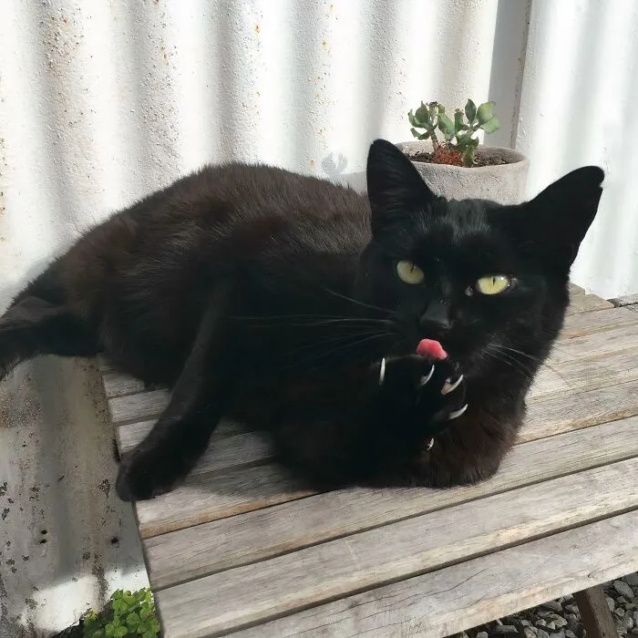 A black cat licking its paw to show its sharp cat claws on a wooden table.