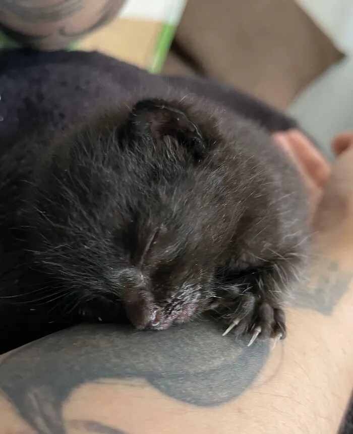 Close-up of a sleeping black kitten resting on an arm with tiny cat claws visible