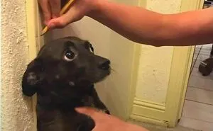 This Page Shared 62 Memes That Show Why Dogs Are So Lovable And Entertaining