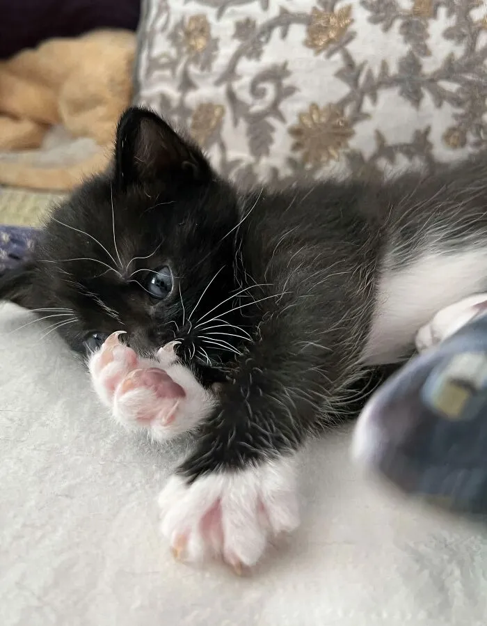 Adorable black and white kitten laying down, showing its small cat claws
