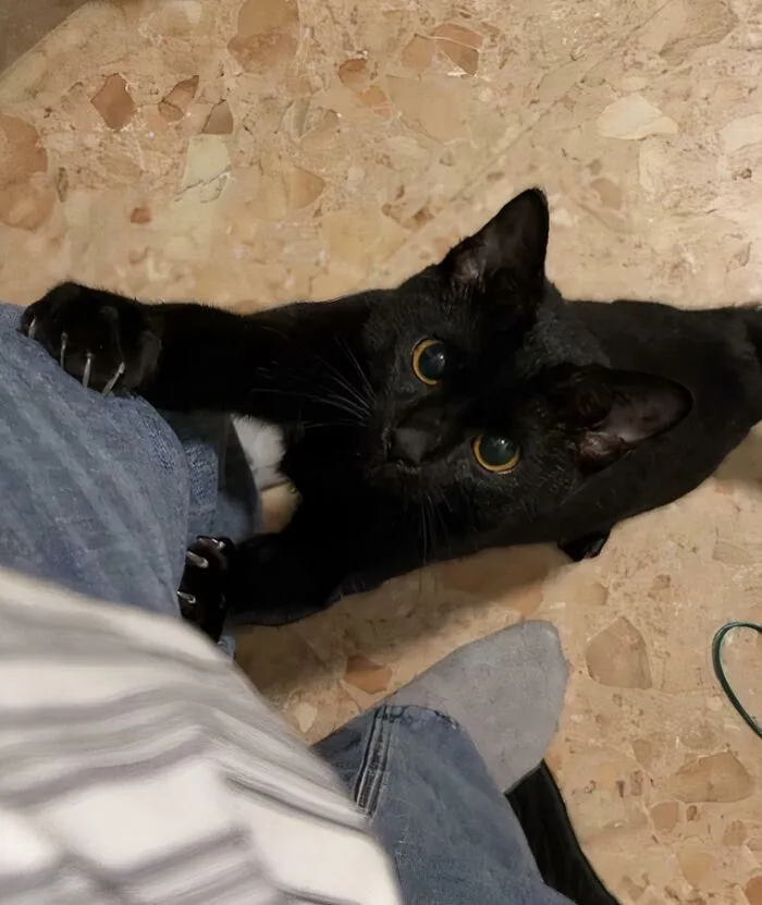 Close-up of a black cat with its sharp cat claws gripping blue jeans