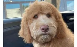 This Page Shared 62 Memes That Show Why Dogs Are So Lovable And Entertaining