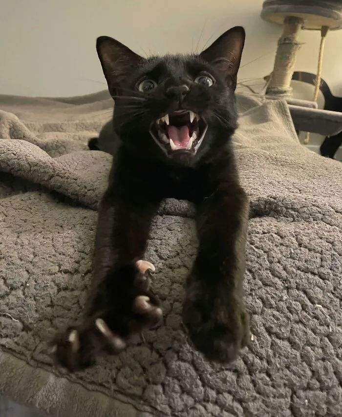 An expressive black cat with its mouth wide open, stretching out its paws with sharp cat claws