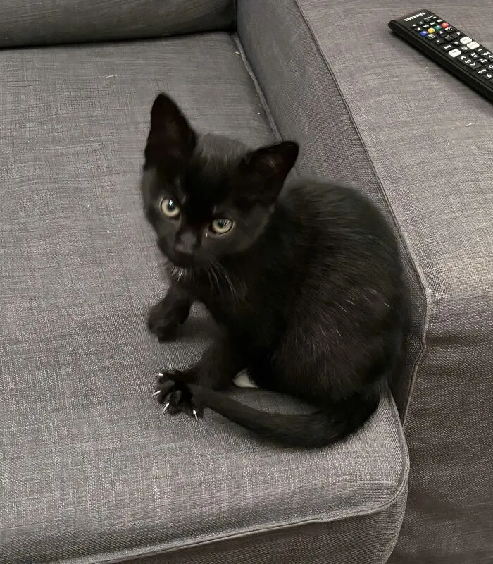 A small black kitten sitting on a gray sofa, revealing small sharp claws for cat claw pictures.