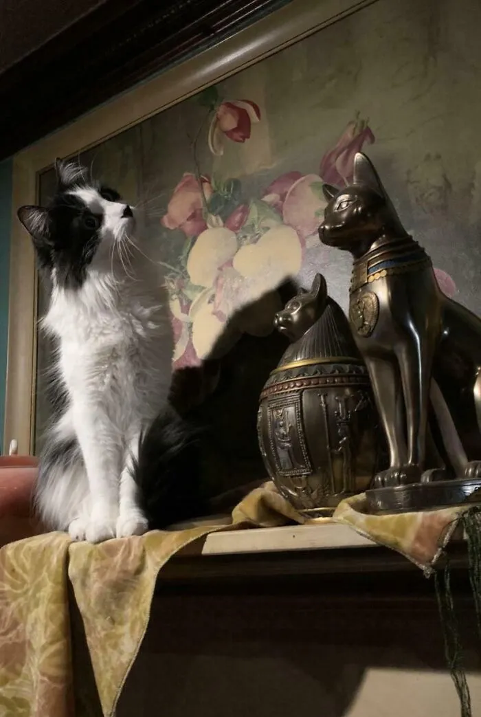 A fluffy black and white cat posing next to bronze Egyptian cat statues creating an Accidental Renaissance scene