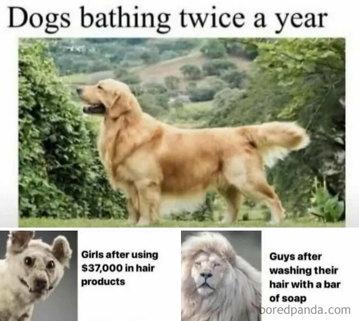 Funny meme on dogs bathing twice a year with hair product cost comparison