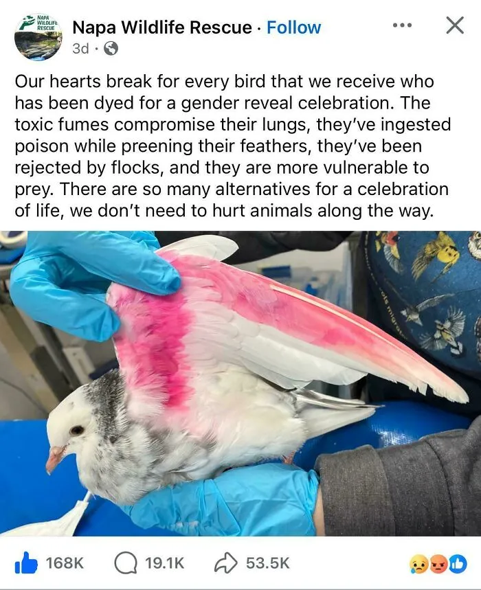 A white pigeon with feathers dyed pink, demonstrating main character lives at the expense of animals