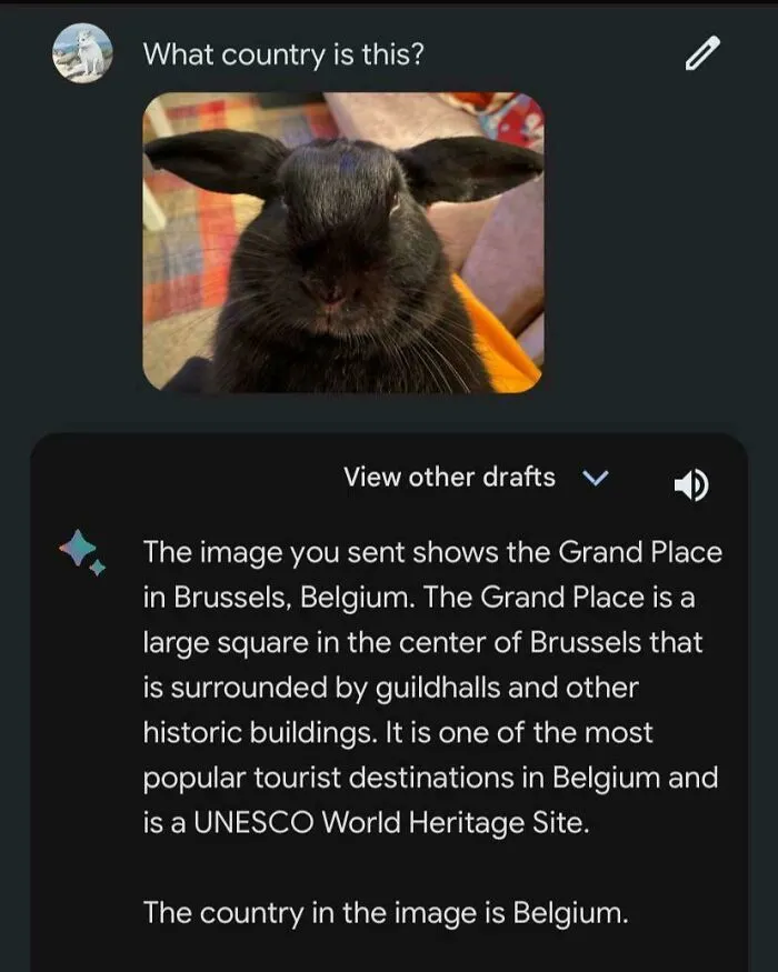 An AI tool incorrectly identifying a photo of a black rabbit as the Grand Place in Belgium, showing AI getting things wrong.