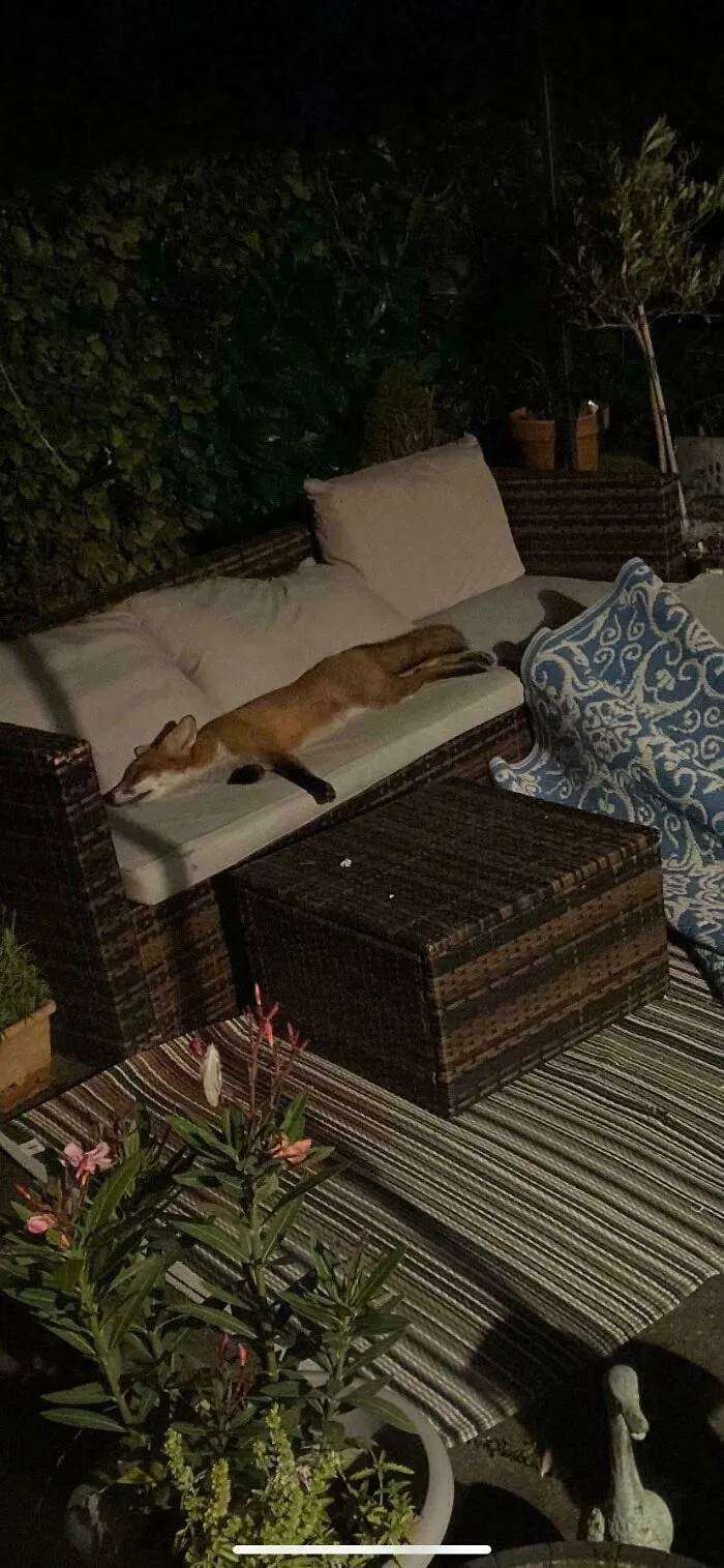 A wild fox sleeping on an outdoor sofa, illustrating interesting and cool photos of animals.