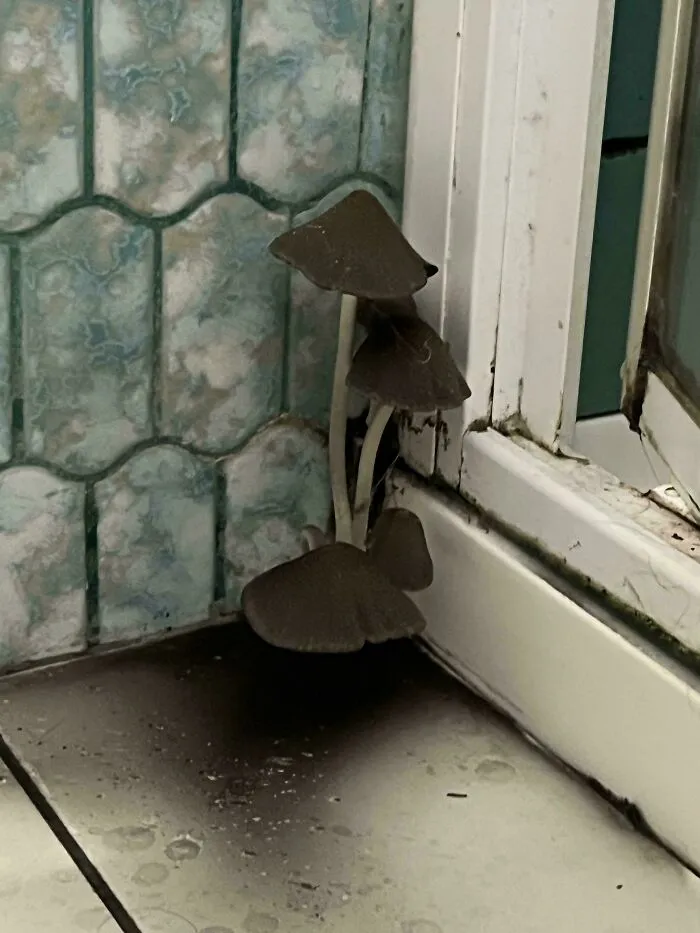 Mushrooms growing out of the tiled corner of a bathroom during a bad renting experience.