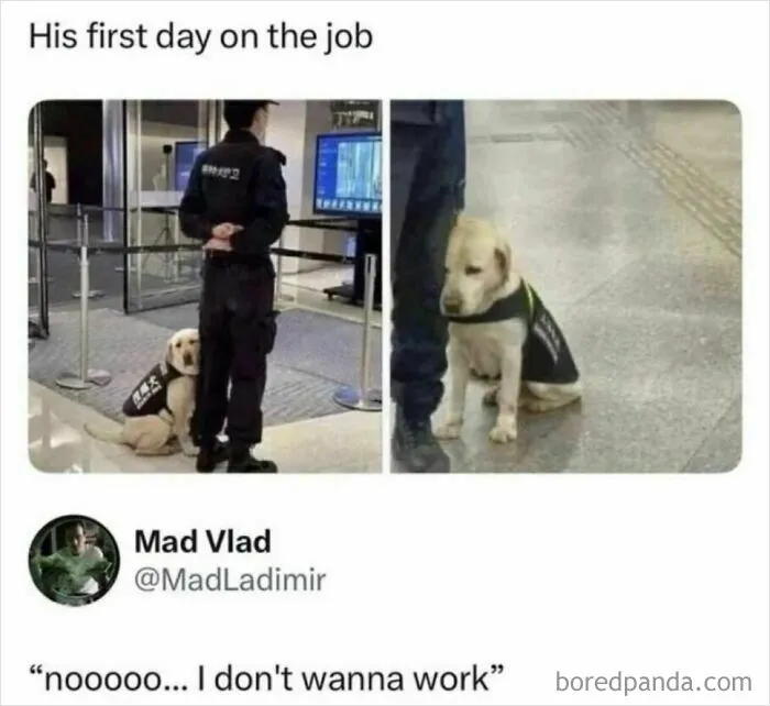 Wild Memes Thehomie sad dog on first day of job security detail