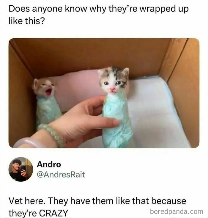 Cute kittens wrapped in towels with vet joke from Wild-Memes-Thehomie