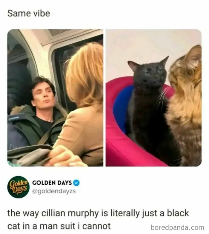 Side by side photo of Cillian Murphy and black cats showing Wild Memes Thehomie vibe
