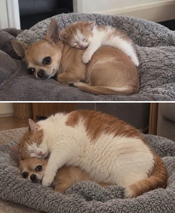 Kitten and dog cuddling on gray blanket showing animals comedy talent