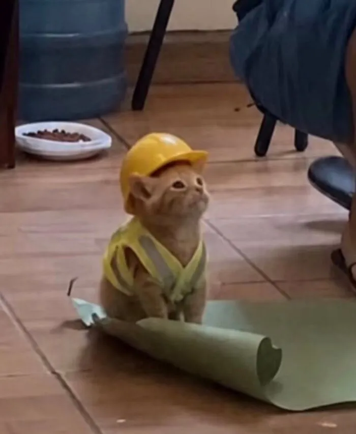 Kitten wearing a construction helmet and vest sitting on a paper roll in a comedic animal scene